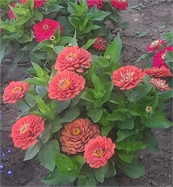 Цинния изящная Dreamland Coral  - 1 грамм  /А0* 5573