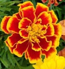 Бархатцы отклонённые Бонанза flame -10 шт/В5.* 514