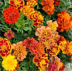 Бархатцы отклонённые Бонанза микс -10шт/В5.* 2066