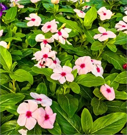 Катарантус ампельный Медитеррениен  XP Strawberry - 5шт /Е10.* 438 Катарантус ампельный Медитеррениен  XP Strawberry - 5шт /Е10.* 438