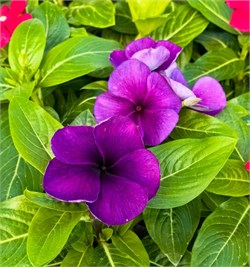 Катарантус Tattoo™ Blueberry -5 шт /Е9.* 4907 - фото 15282