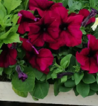 Петуния крупноцветковая  ЛИМБО бордовый - 10драже/А12.* 216
