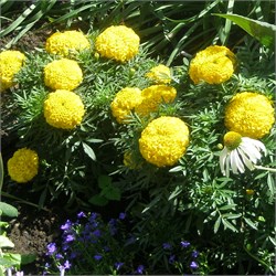 Тагетес Антигуа yellow -10шт/В4* 1389 - фото 15301