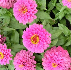 Цинния изящная Dreamland Pink -5 шт/В2.* 2729 - фото 15306