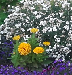 Цинния изящная Dreamland Yellow  -5 шт/В2* 4750 - фото 15322