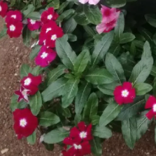 Катарантус ампельный Медитеррениен XP Burgundy Halo -  10 шт /Е8.* 5746