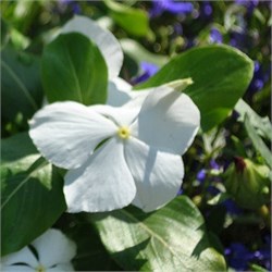 Катарантус ампельный SOLAR Avalanche белый -5 шт /Е8.* 5758