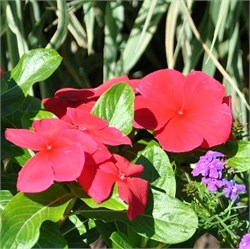 Катарантус гибридный ПацификаF1 XP dark red -10шт /Е8.* 710 Катарантус гибридный ПацификаF1 XP dark red -10шт /Е8.* 710