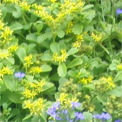 Седум selskianum Spirit - 10 шт   /Д12/* 2651