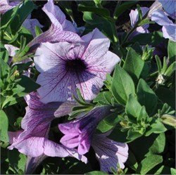 Петуния ампельная F1 EASY WAVE plum vein-5драже /Б3.* 190