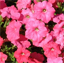 Петуния ампельная F1  EASY WAVE  Coral Reef-5драже /Б3.* 188