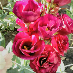 Лизиантус (Эустома) F1 Мариарчи 2 Carmine -5 драже /Э10.* 1512