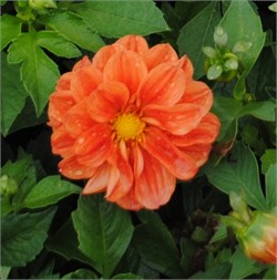 Георгина летняя Фигаро orange shades -10шт /Д14.* 568