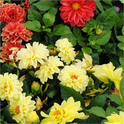 Георгина летняя Фигаро (смесь) - 10шт /Д14.* 149