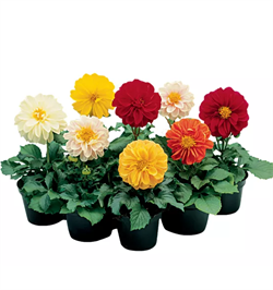 Георгина Fresco Mix - 10 шт /Д14. 4880 Георгина Fresco Mix - 10 шт /Д14. 4880