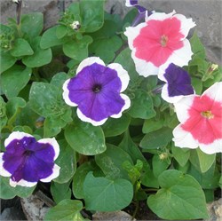 Петуния крупноцветковая F1 ХАЛАХУП mix -10драже/A8.* 1115