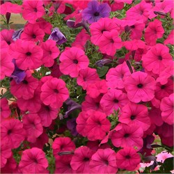 Петуния Тайдал вейв  Парпл-5драже/Б2.* 136