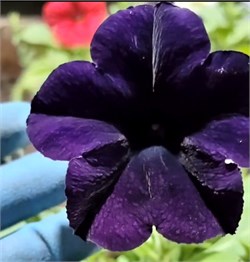 Петуния ампельная F1 EASY WAVE Navy Velour-5драже /Б3.* 5790 Петуния ампельная F1 EASY WAVE Navy Velour-5драже /Б3.* 5790