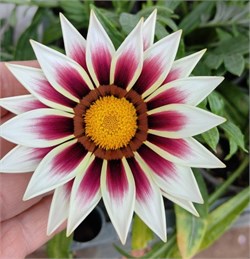 Гацания New Day  Rose Stripe- 5 шт /Е1.* 5214