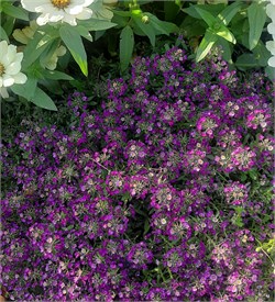 Алиссум Клия Кристал оттенки пурпурного -10 мдраже  /Д3.* 562