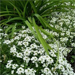 Алиссум Клия Кристал белый -10 мдраже  /Д3.* 376
