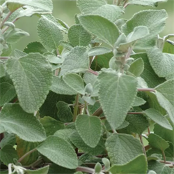 Плектрантус Silver Shield -5 шт /Г15 4069 Плектрантус Silver Shield -5 шт /Г15 4069