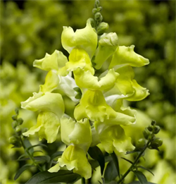 Львиный зев F1 Crackle & Pop  желтый - 10 шт  /Д6. 4941