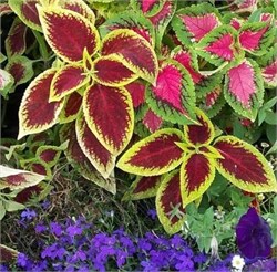 Колеус Fairway Ruby -10 шт  /Д9.* 5126 - фото 15501