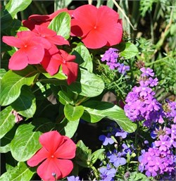 Катарантус ампельный SOLAR Avalanche красный - 5 шт /Е8.* 5760