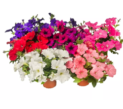 Петуния ампельная ФотоФиниш микс - 5 драже /Б4. 4774 Петуния ампельная ФотоФиниш микс - 5 драже /Б4. 4774