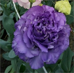 Эустома (Лизиантус) F1 Corelli III Blue - 5драже /Э7*. 2497