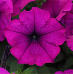 Петуния ампельная F1 ИЗИ ВЕЙВ Violet - 5 драже /Б3. 181