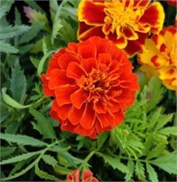 Бархатцы отклонённые Durango Red -10 шт/В5.* 4260