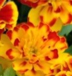 Бархатцы отклонённые Durango Bolero -10 шт/В5.* 4259