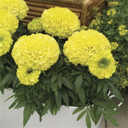 Тагетес Антигуа primrose - 10шт/В4. 673