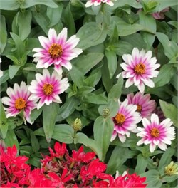 Цинния изящная Profusion Cherry Bicolor  - 5 шт  /В1.* 4437