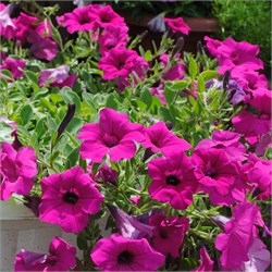 Петуния ампельная Сурфиния F1 Парпл Вельвет-5драже/A3.* 194