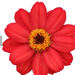 Цинния изящная Profusion red - 5 шт  /В1. 4200