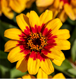 Цинния изящная Profusion Red yellow bicolour  - 5 шт /В1. 5357 Цинния изящная Profusion Red yellow bicolour  - 5 шт /В1. 5357