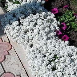 Алиссум Giga White - 10 мдраже /Д3.* 2639