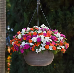 Бальзамин Уоллера Beacon Mix Lindau- 10 шт /Г4. 5855