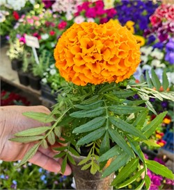 Тагетес Антигуа orange -10 шт/В4.* 1391 - фото 15592
