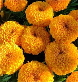 Бархатцы прямостоячие Биг Топ оранжевый - 10 семян /В6.* 5716