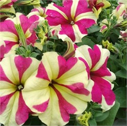 Петуния крупноцветковая СОФИСТИКА LIME ROSE BICOLOUR - 5драже /Б7.* 1188 Петуния крупноцветковая СОФИСТИКА LIME ROSE BICOLOUR - 5драже /Б7.* 1188