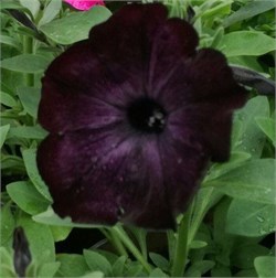 Петуния крупноцветковая СОФИСТИКА BLACKBERRY F1-5драже /Б7.* 478 Петуния крупноцветковая СОФИСТИКА BLACKBERRY F1-5драже /Б7.* 478