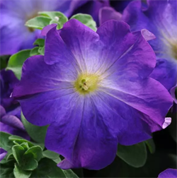 Петуния крупноцветковая СОФИСТИКА BLUE MORN F1-5 драже /Б7. 1194