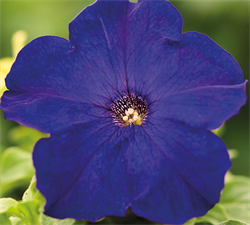 Петуния крупноцветковая ЛИМБО синий - 10драже/А12. 219 Петуния крупноцветковая ЛИМБО синий - 10драже/А12. 219