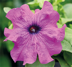 Петуния крупноцветковая ЛИМБО фиолетовый - 10шт /А12. 220