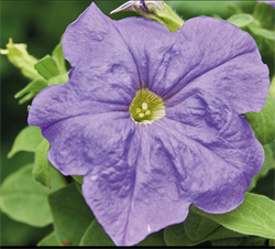 Петуния крупноцветковая ЛИМБО sky blue NEW-10 семян /А12. 2345 Петуния крупноцветковая ЛИМБО sky blue NEW-10 семян /А12. 2345