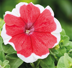 Петуния крупноцветковая  ЛИМБО red picotee -10штук/А12. 2733